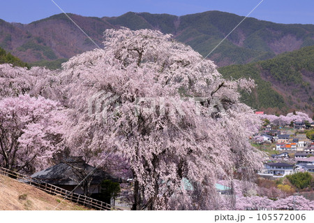 長野県伊那市高遠町勝間　薬師の桜と呼ばれる勝間薬師堂の満開のシダレザクラと奥に見える高遠城址公園 105572006