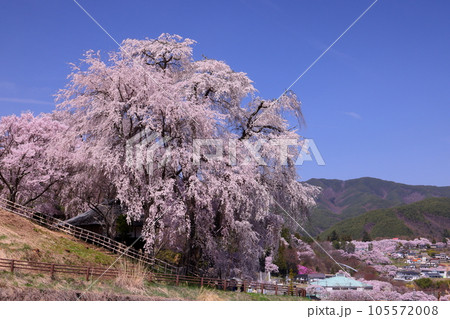 長野県伊那市高遠町勝間 薬師の桜と呼ばれる勝間薬師堂の満開のシダレザクラと奥に見える高遠城址公園 長野県伊那市高遠町勝間 薬師の桜と呼ばれる勝間薬師堂の満開のシダレザクラと奥に見える高遠城址公園 105572008