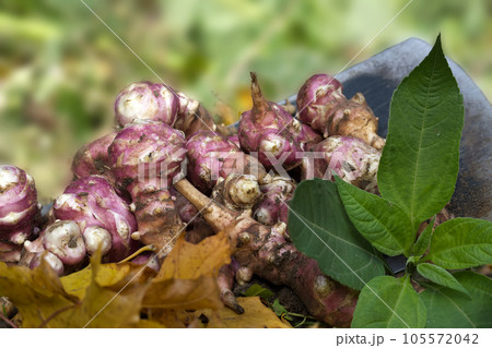 Heap of newly dug or harvested Jerusalem artichoke in a organic family farm field in a concept of food cultivation 105572042