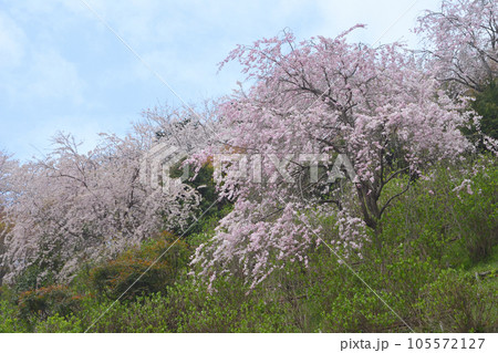 善峯寺の桜 105572127