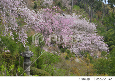 善峯寺の桜 105572132
