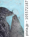 ゴマフアザラシ・寄り添う 105572187