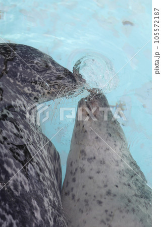 ゴマフアザラシ・寄り添う 105572187