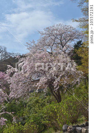 善峯寺の桜 105572191