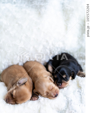 仔犬 カニンヘンダックスフンド 仔犬 カニンヘンダックスフンド 105572264