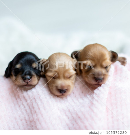 仔犬　カニンヘンダックスフンド 105572280