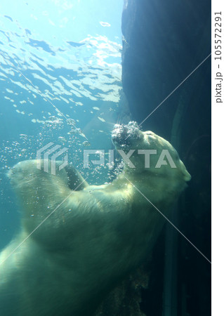 ホッキョクグマのリラ、プカプカ ホッキョクグマのリラ、プカプカ 105572291