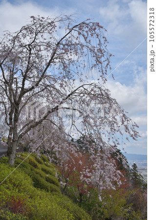 善峯寺の桜 善峯寺の桜 105572318