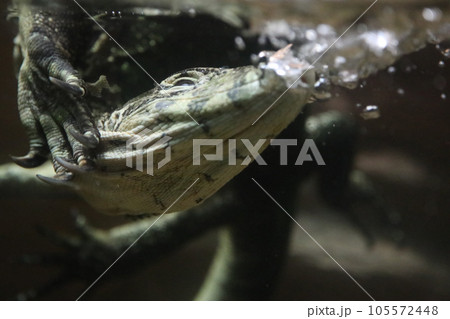 ミズオオトカゲの水泳 105572448