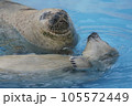 ゴマフアザラシ 105572449