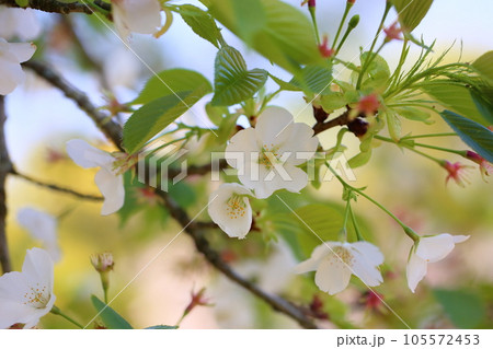 満開　オオシマザクラの花 105572453