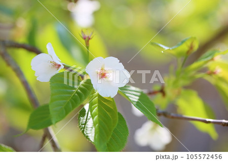 満開　オオシマザクラの花 105572456