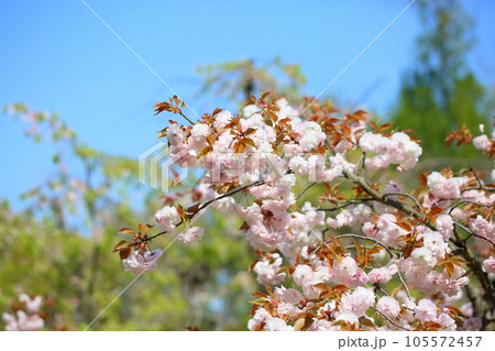 八重桜の花 105572457