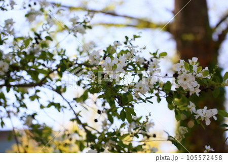 リキュウバイの花 105572458