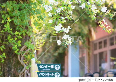 リキュウバイの花 105572460