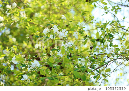 リキュウバイの花 105572559