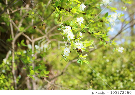 リキュウバイの花 105572560