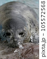 アザラシ 105572568