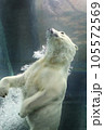 ホッキョクグマ・泡と共に 105572569