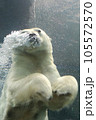 ホッキョクグマ 105572570