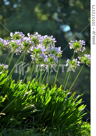 咲き誇るアガパンサスの花 105572575