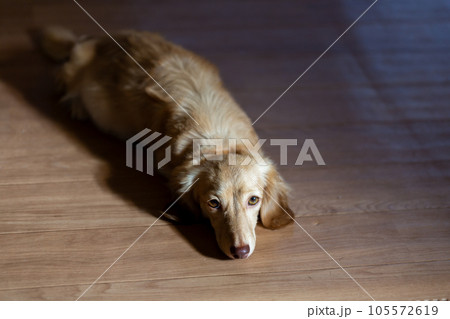 成犬　カニンヘンダックスフンド 105572619