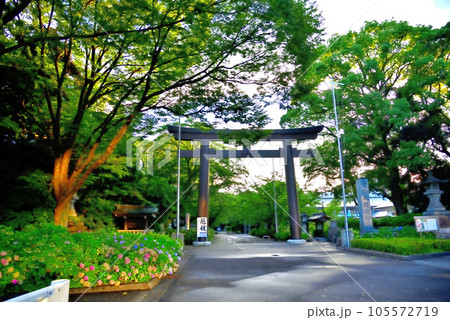 《愛知県》名古屋市 愛知縣護國神社に咲く紫陽花 《愛知県》名古屋市 愛知縣護國神社に咲く紫陽花 105572719