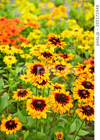 オレンジ色のルドベキアの花 105572848