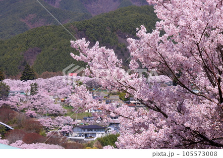 長野県伊那市高遠町勝間 薬師のしだれ桜が有名な勝間薬師堂から望む高遠城址公園のタカトオコヒガンザクラ 長野県伊那市高遠町勝間 薬師のしだれ桜が有名な勝間薬師堂から望む高遠城址公園のタカトオコヒガンザクラ 105573008