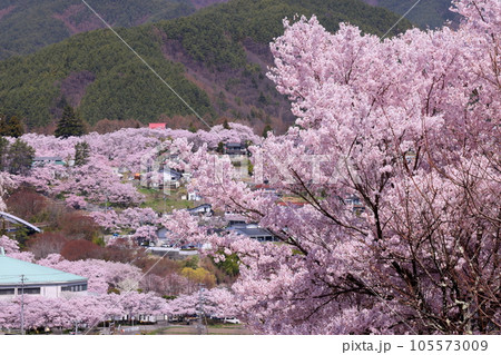 長野県伊那市高遠町勝間 薬師のしだれ桜が有名な勝間薬師堂から望む高遠城址公園のタカトオコヒガンザクラ 長野県伊那市高遠町勝間 薬師のしだれ桜が有名な勝間薬師堂から望む高遠城址公園のタカトオコヒガンザクラ 105573009
