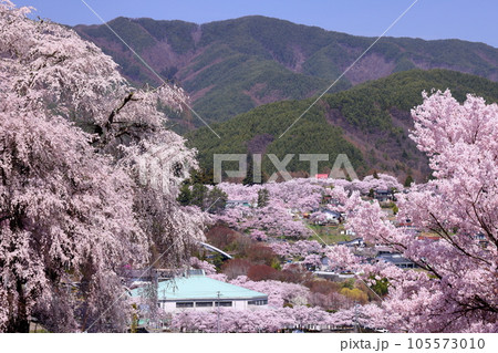 長野県伊那市高遠町勝間 薬師のしだれ桜が有名な勝間薬師堂から望む高遠城址公園のタカトオコヒガンザクラ 長野県伊那市高遠町勝間 薬師のしだれ桜が有名な勝間薬師堂から望む高遠城址公園のタカトオコヒガンザクラ 105573010