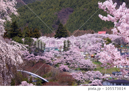 長野県伊那市高遠町勝間 薬師のしだれ桜が有名な勝間薬師堂から望む高遠城址公園のタカトオコヒガンザクラ 長野県伊那市高遠町勝間 薬師のしだれ桜が有名な勝間薬師堂から望む高遠城址公園のタカトオコヒガンザクラ 105573014