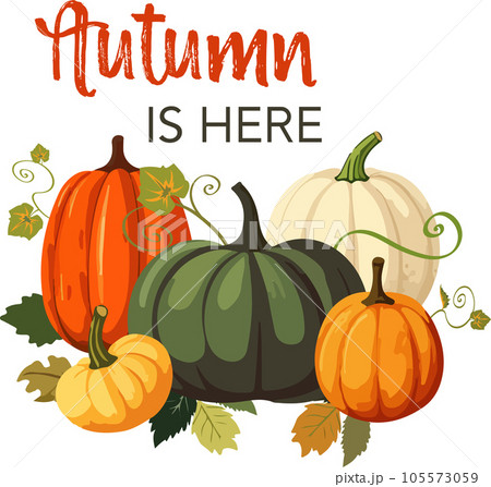 Vector illustration of pumpking pile with leaves on white backgtound. Autumn is here text Vector illustration of pumpking pile with leaves on white backgtound. Autumn is here text 105573059