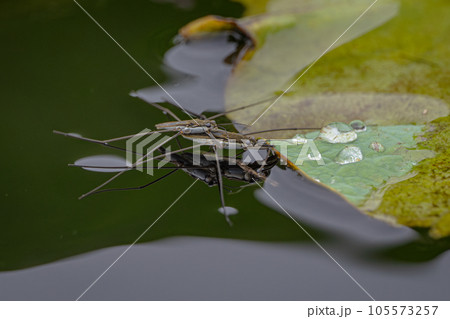 アメンボ アメンボ 105573257