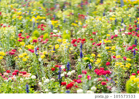 夏の花　花壇　花ロードえにわ花まつり　赤　紫　黄　白 105573533