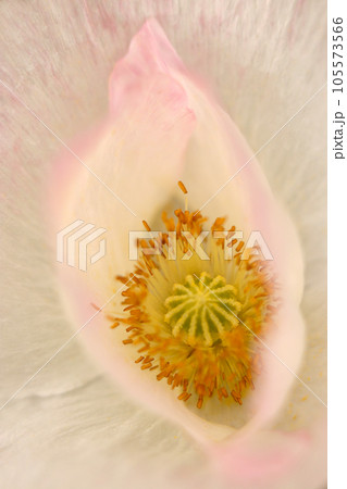 輝くように美しいピンク・アイボリー色のヒナゲシの花(マクロレンズ使用・ストロボ+自然光・接写写真) 輝くように美しいピンク・アイボリー色のヒナゲシの花(マクロレンズ使用・ストロボ+自然光・接写写真) 105573566