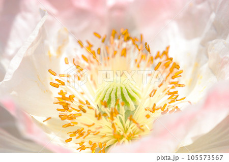 輝くように美しいピンク・アイボリー色のオニゲシの花（マクロレンズ使用・ストロボ＋自然光・接写写真） 105573567