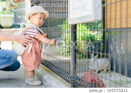 動物に興味津々　赤ちゃん　好奇心　動物園　うさぎを見る 105573821
