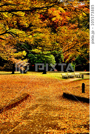 代々木公園の紅葉 初秋の銀杏ともみじの風景 105573885