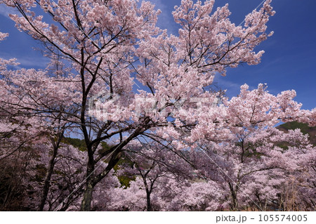 長野県伊那市高遠町勝間 薬師のしだれ桜が有名な勝間薬師堂の裏山に祀られる天神様を囲むサクラの木々 長野県伊那市高遠町勝間 薬師のしだれ桜が有名な勝間薬師堂の裏山に祀られる天神様を囲むサクラの木々 105574005