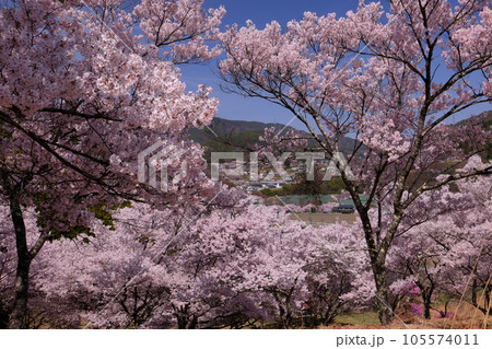 長野県伊那市高遠町勝間 薬師のしだれ桜が有名な勝間薬師堂の裏山に祀られる天神様を囲むサクラの木々 長野県伊那市高遠町勝間 薬師のしだれ桜が有名な勝間薬師堂の裏山に祀られる天神様を囲むサクラの木々 105574011