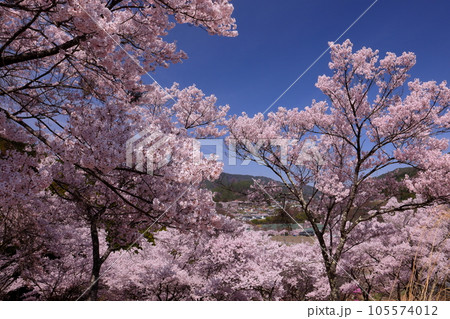 長野県伊那市高遠町勝間　薬師のしだれ桜が有名な勝間薬師堂の裏山に祀られる天神様を囲むサクラの木々 105574012