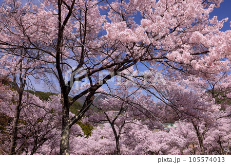 長野県伊那市高遠町勝間 薬師のしだれ桜が有名な勝間薬師堂の裏山に祀られる天神様を囲むサクラの木々 長野県伊那市高遠町勝間 薬師のしだれ桜が有名な勝間薬師堂の裏山に祀られる天神様を囲むサクラの木々 105574013