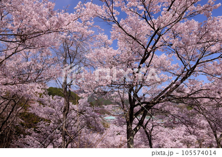 長野県伊那市高遠町勝間 薬師のしだれ桜が有名な勝間薬師堂の裏山に祀られる天神様を囲むサクラの木々 長野県伊那市高遠町勝間 薬師のしだれ桜が有名な勝間薬師堂の裏山に祀られる天神様を囲むサクラの木々 105574014