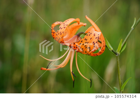 茨戸川緑地に咲いたオニユリ 105574314