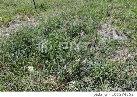 散った桜の花びら 105574355