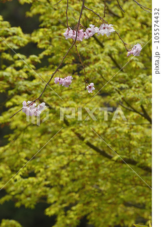 善峯寺の桜 105574432