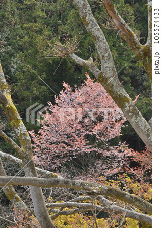 善峯寺の桜 105574433