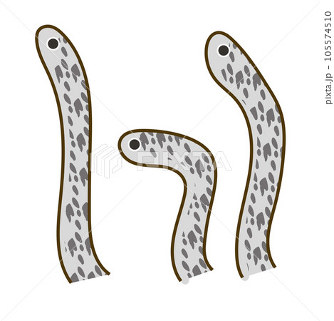 チンアナゴ01 105574510