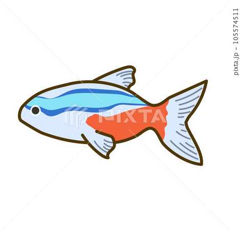 ネオンテトラ01 105574511